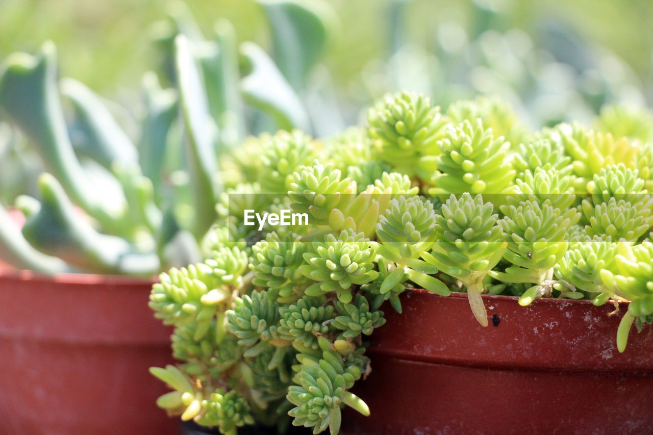 CLOSE-UP OF SUCCULENT PLANTS