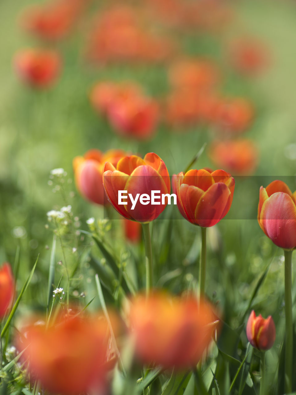 Close-up of red flowering plants on field