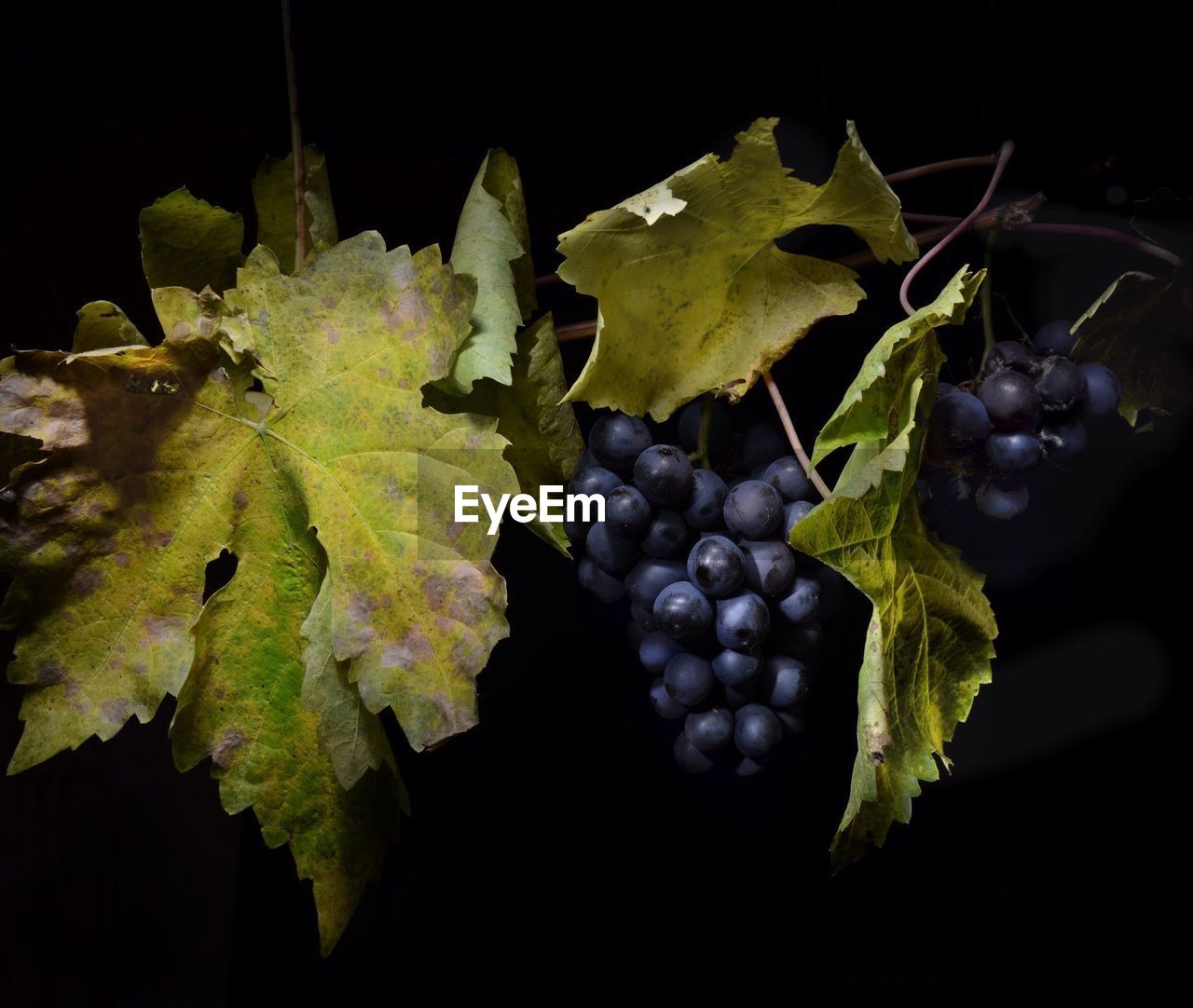 Grapes in vineyard at night