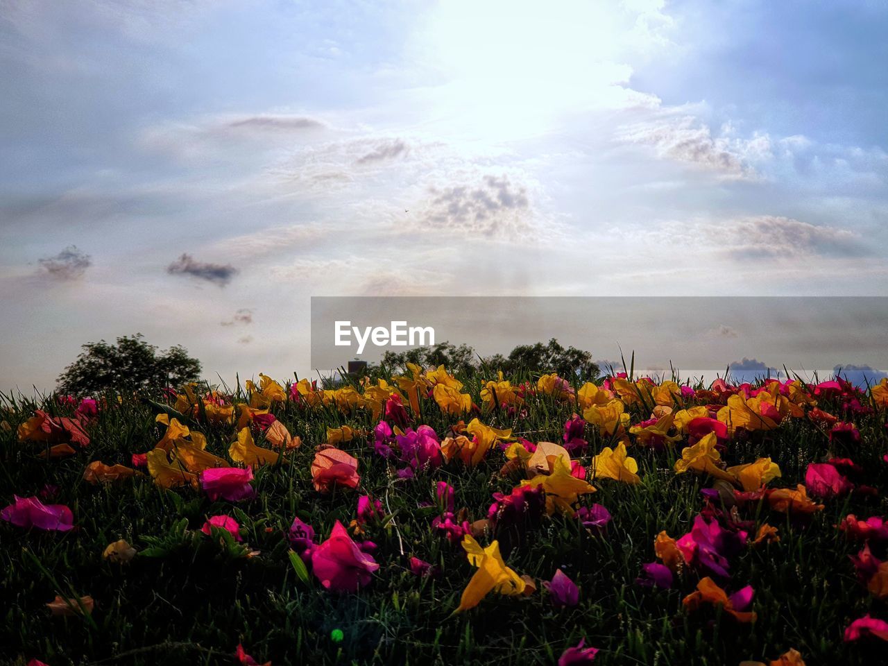 FLOWERS GROWING ON FIELD AGAINST SKY
