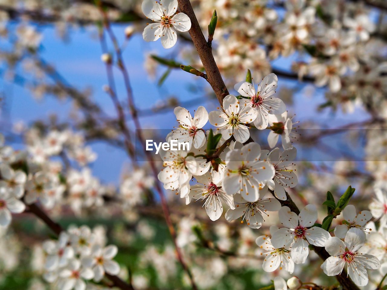 CLOSE-UP OF CHERRY BLOSSOMS ON TREE