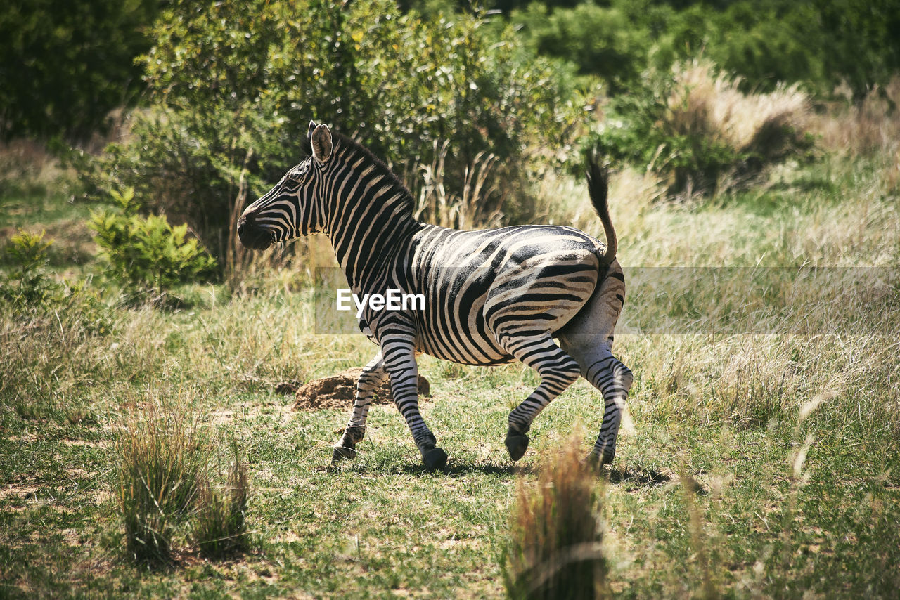 Zebra in a field