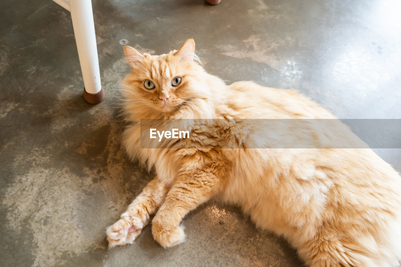 High angle portrait of cat looking at camera