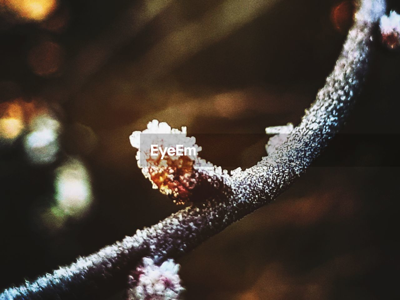 CLOSE-UP OF FROZEN FLOWER DURING WINTER