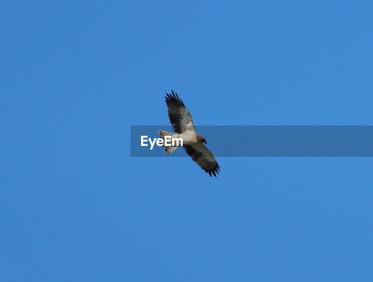 LOW ANGLE VIEW OF EAGLE FLYING IN CLEAR SKY