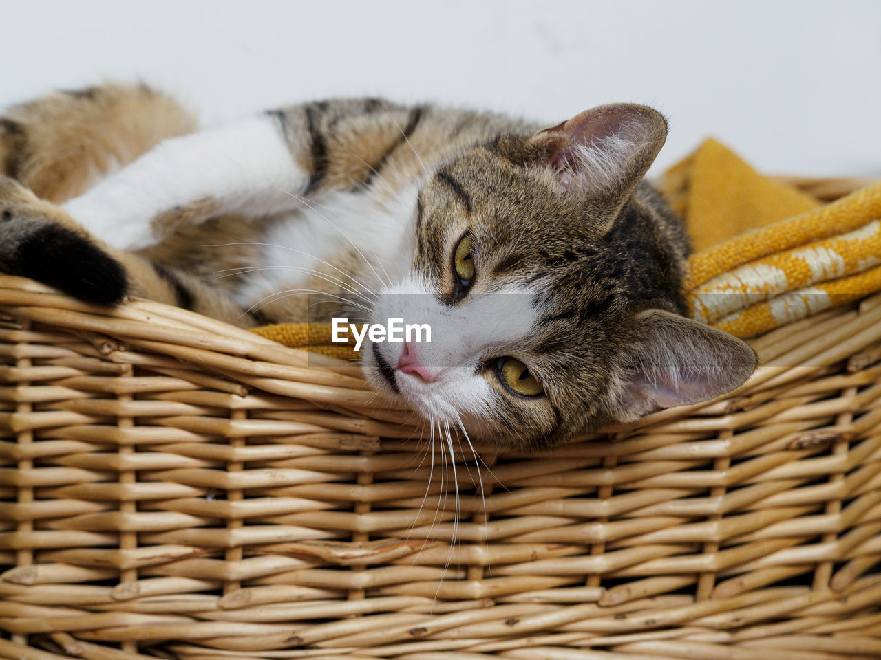 Close-up of a cat resting in basket