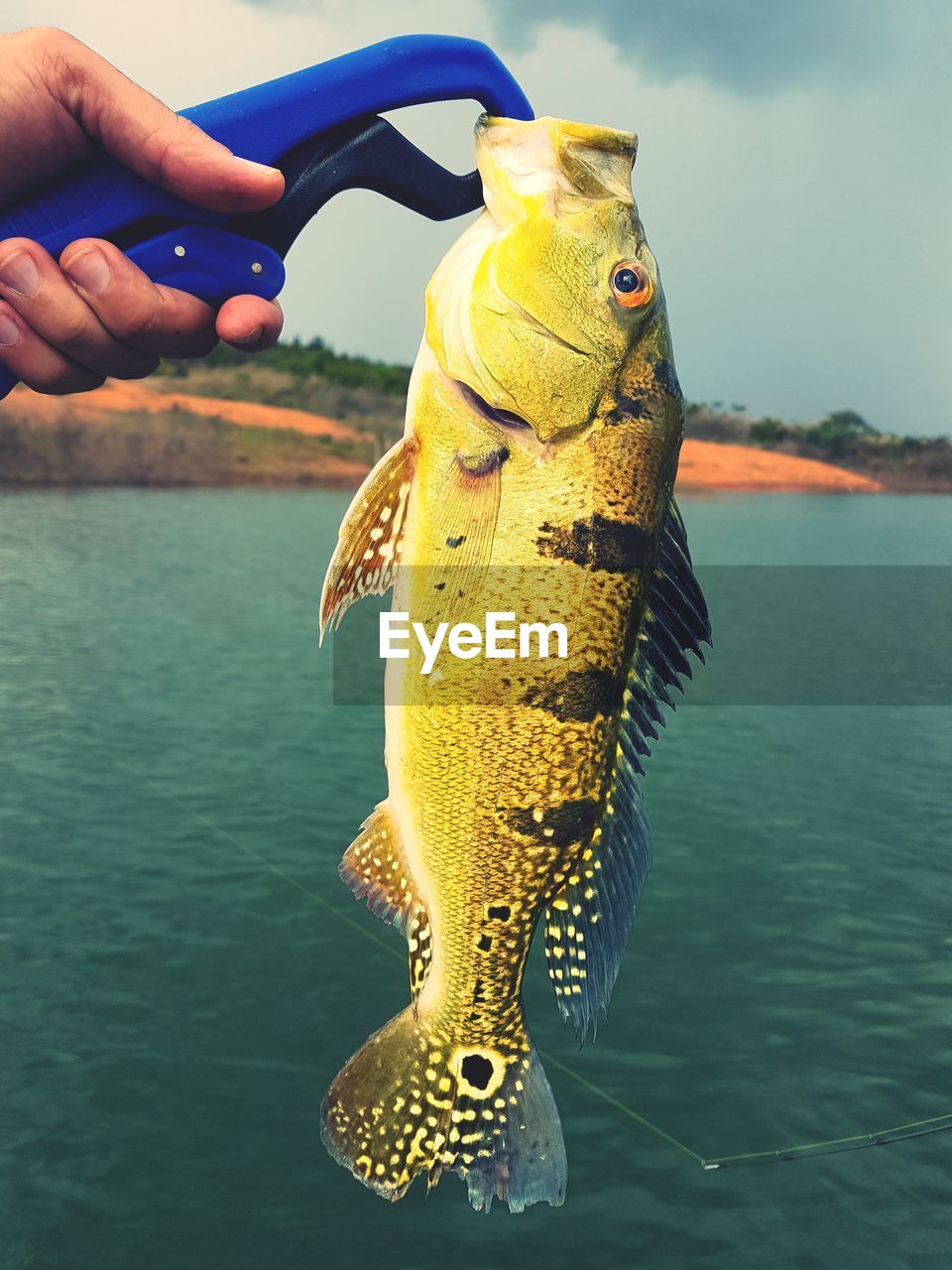 HAND HOLDING FISH IN SEA