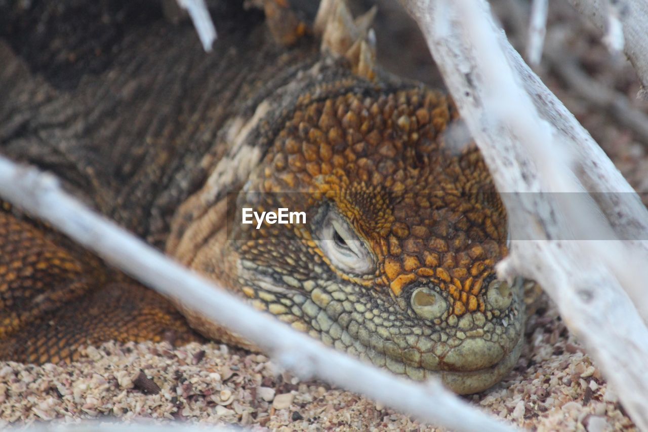 HIGH ANGLE VIEW OF TURTLE