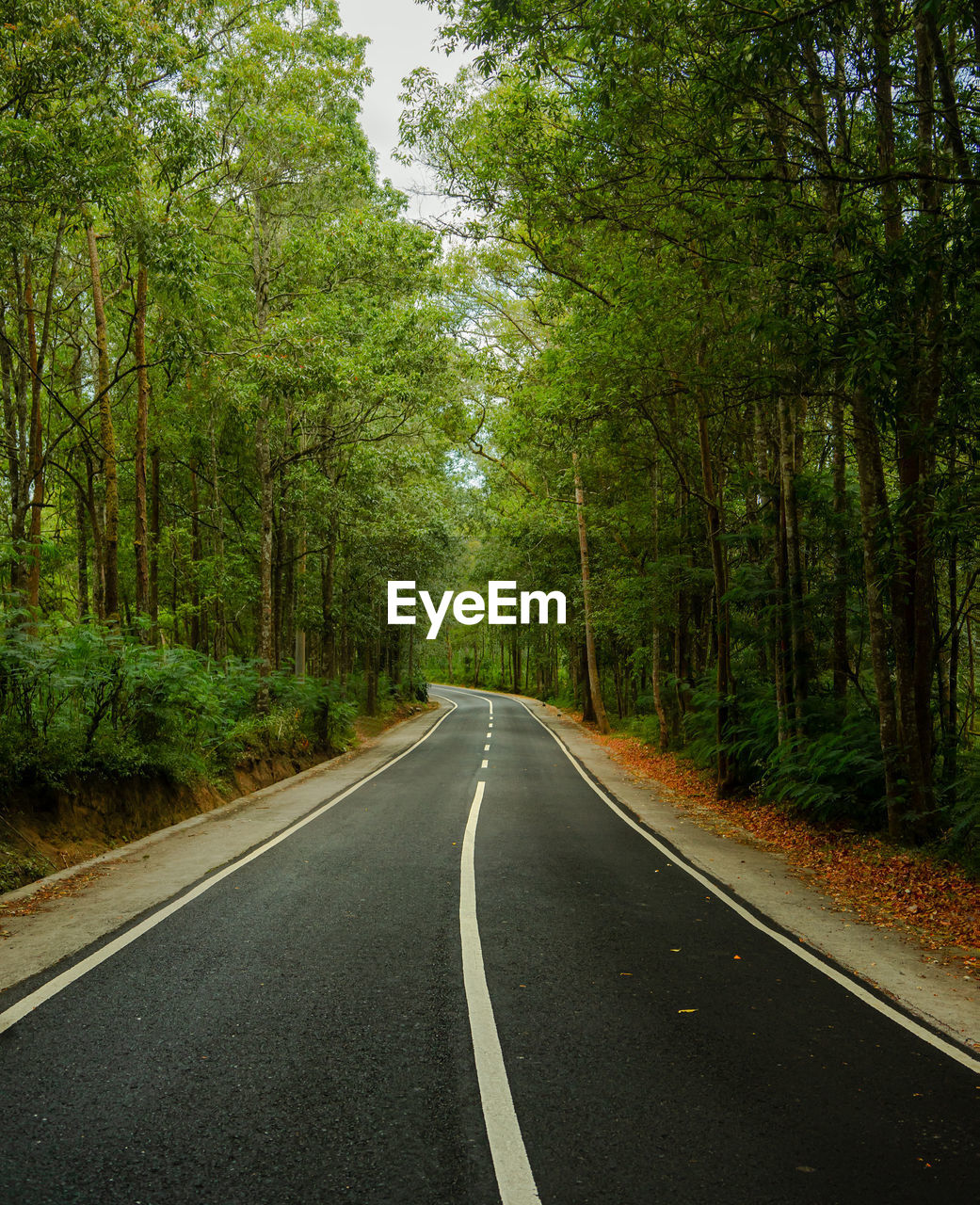 Quiet road in the middle of forest