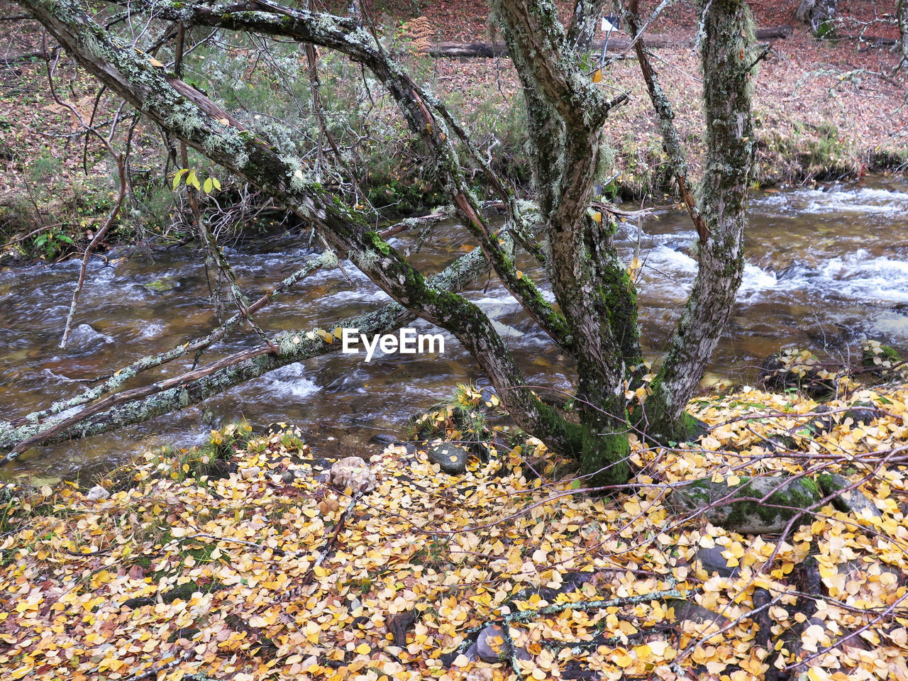 PLANTS GROWING IN RIVER