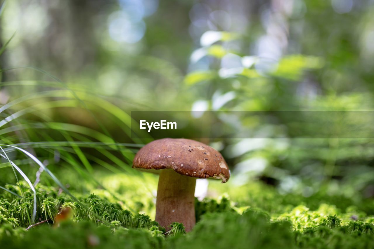 close-up of mushroom growing in forest