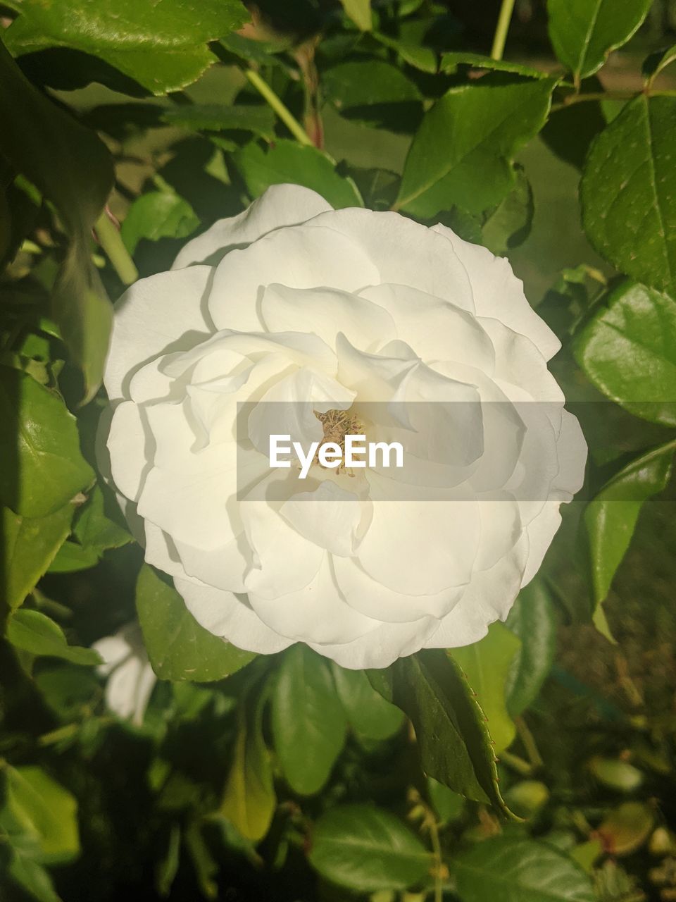 CLOSE-UP OF WHITE ROSE ON LEAF