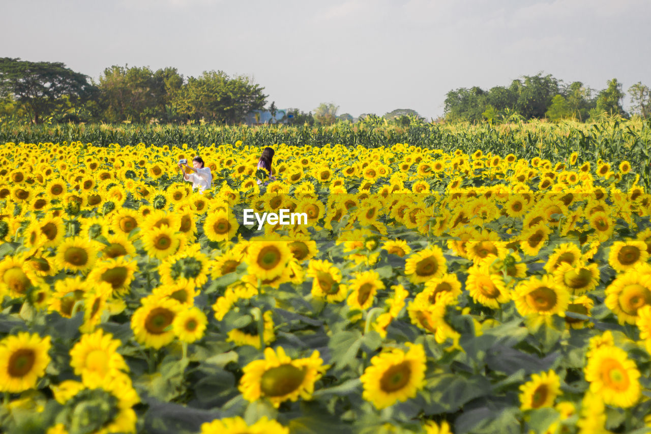 SUNFLOWERS IN FIELD