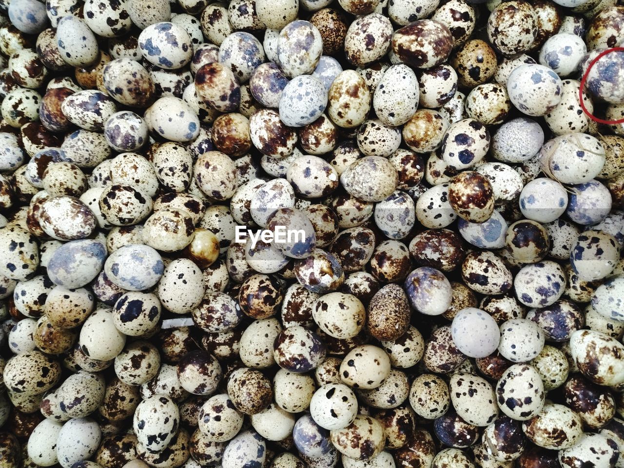 Full frame shot of quail eggs