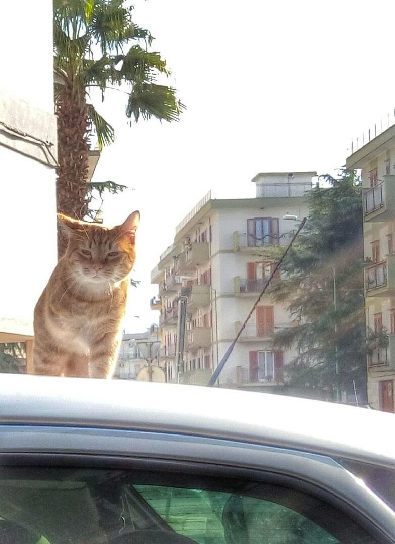 CAT STANDING ON TREE