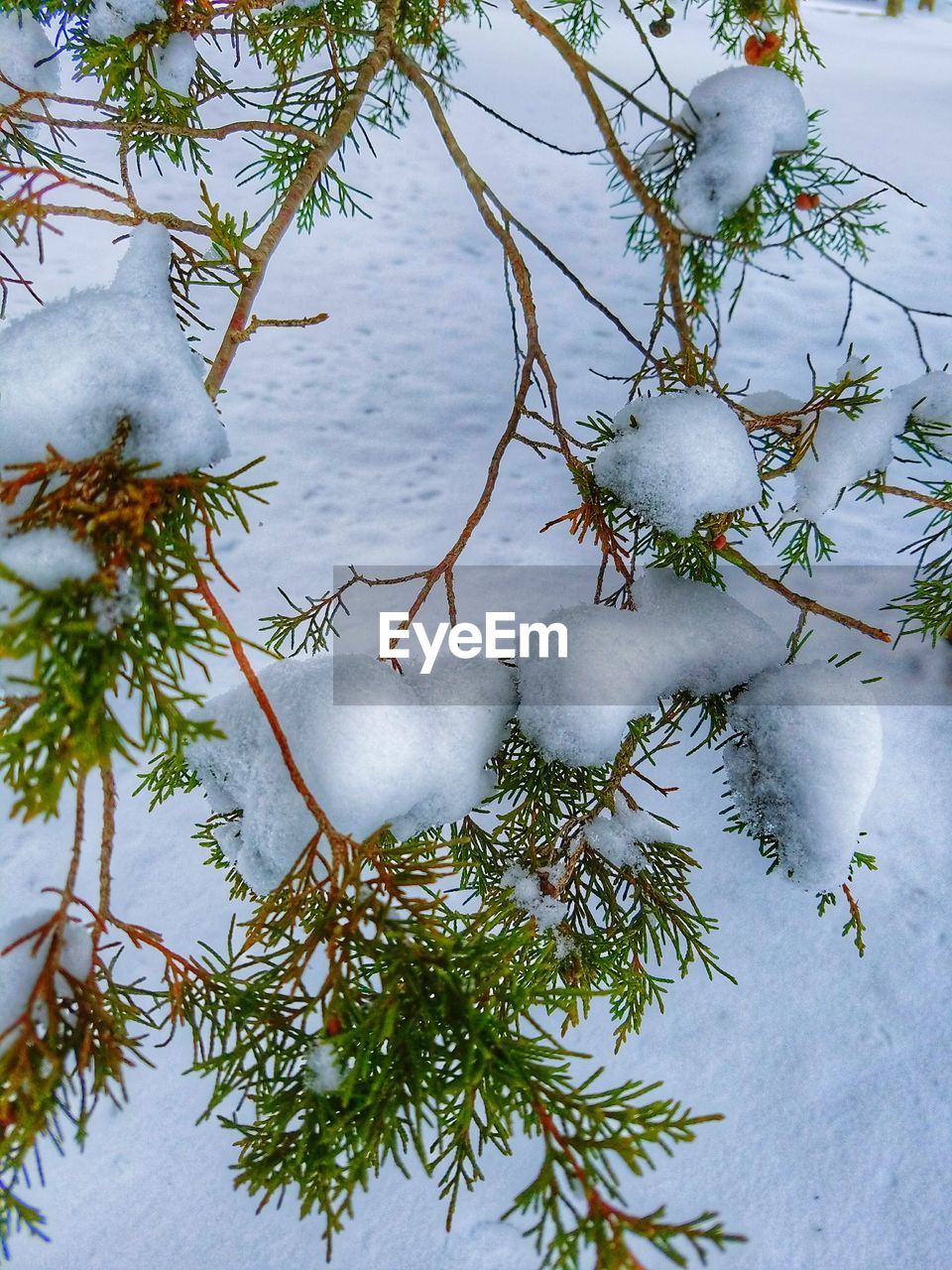 CLOSE-UP OF TREE BRANCH AGAINST LAKE