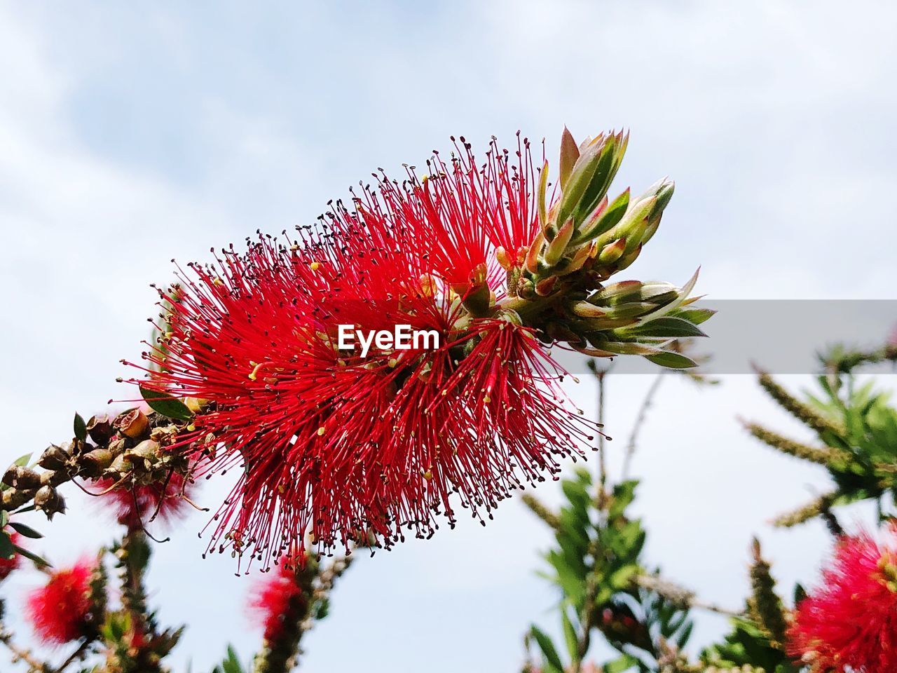 Low angle view of red flowering plant against sky