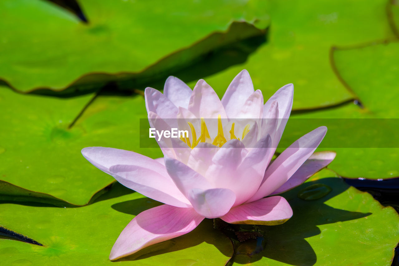 Close up of pink lily