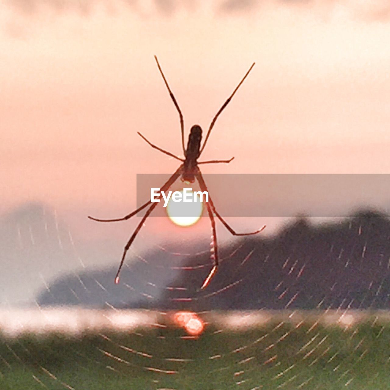 EXTREME CLOSE UP OF INSECT ON GRASS