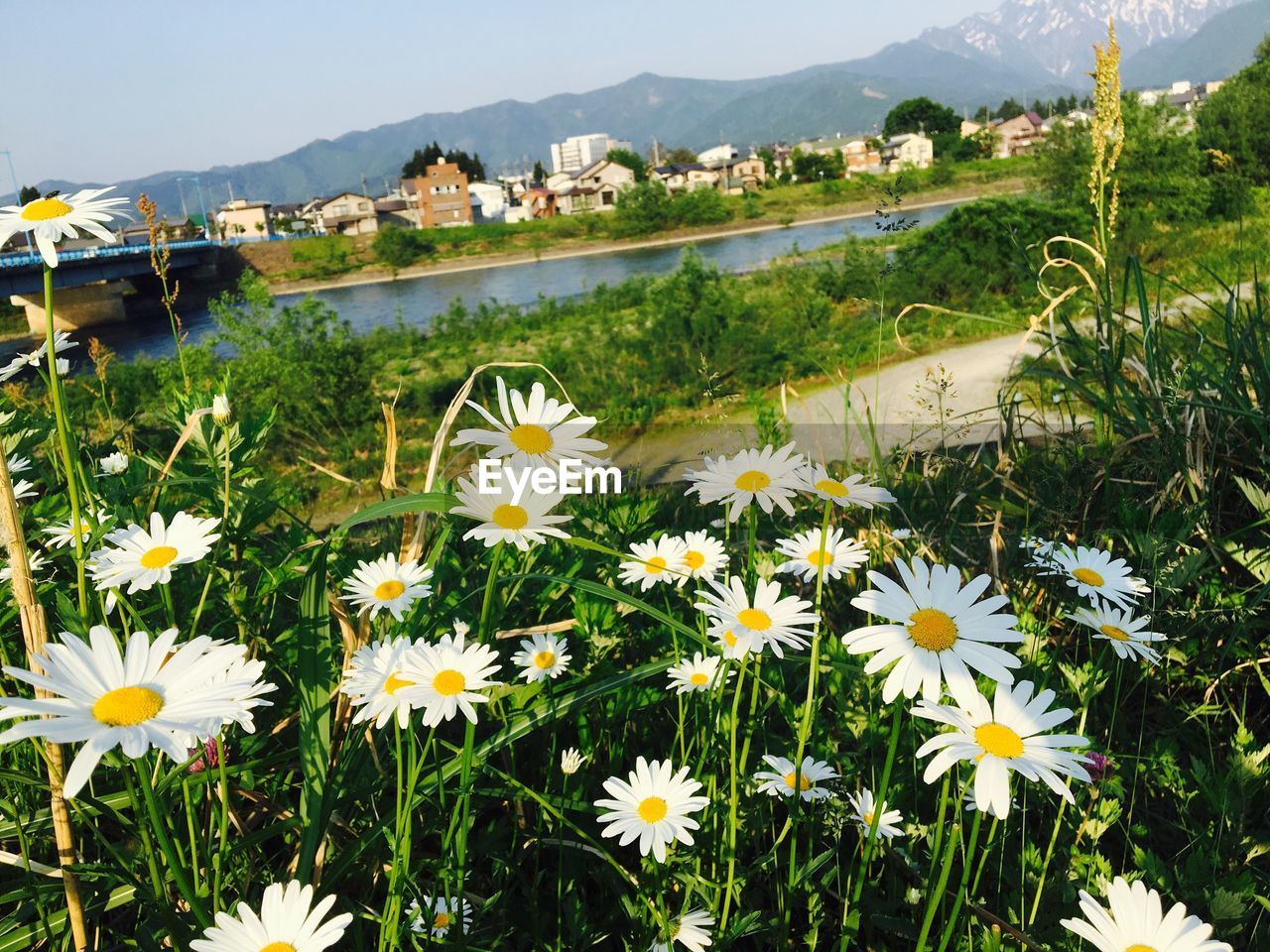 HIGH ANGLE VIEW OF FLOWERS BLOOMING ON FIELD AGAINST MOUNTAINS