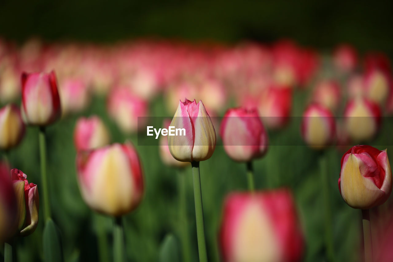 CLOSE-UP OF PINK TULIPS