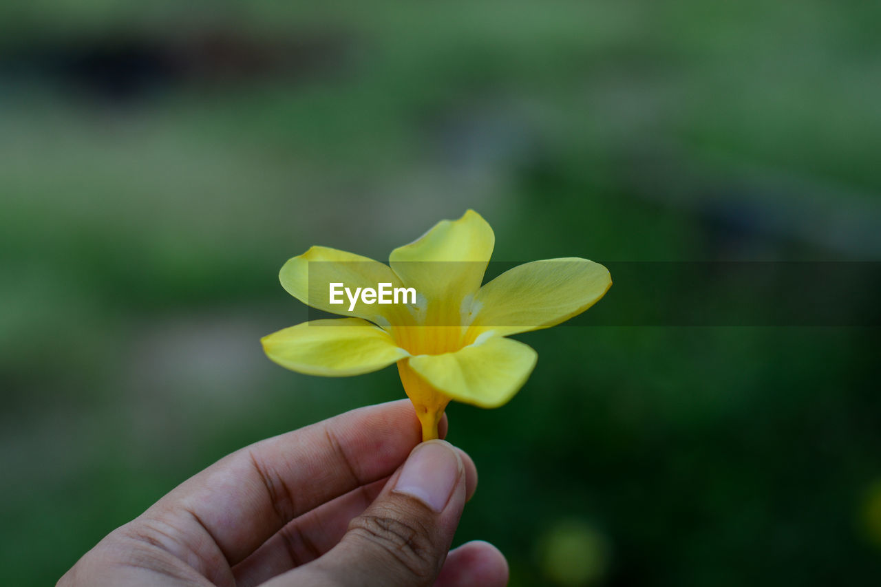 CLOSE-UP OF HAND HOLDING YELLOW ROSE