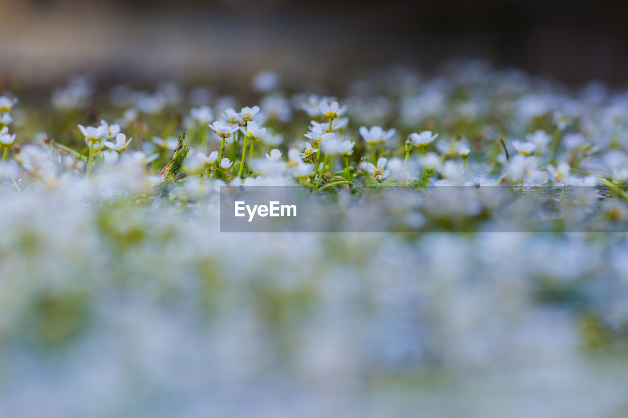 plant, nature, flower, flowering plant, close-up, selective focus, macro photography, freshness, beauty in nature, green, sunlight, grass, no people, blossom, leaf, growth, springtime, outdoors, fragility, environment, field, day, white, land, landscape, branch, meadow, summer, yellow, plain, backgrounds