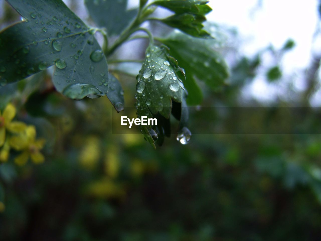 CLOSE-UP OF RAINDROPS ON LEAVES