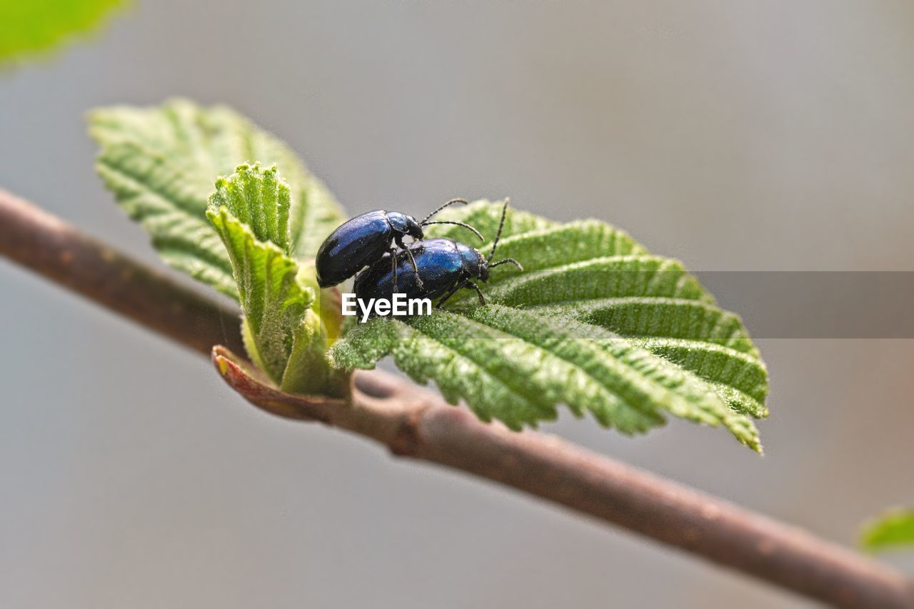 Close-up of bugs on leaf