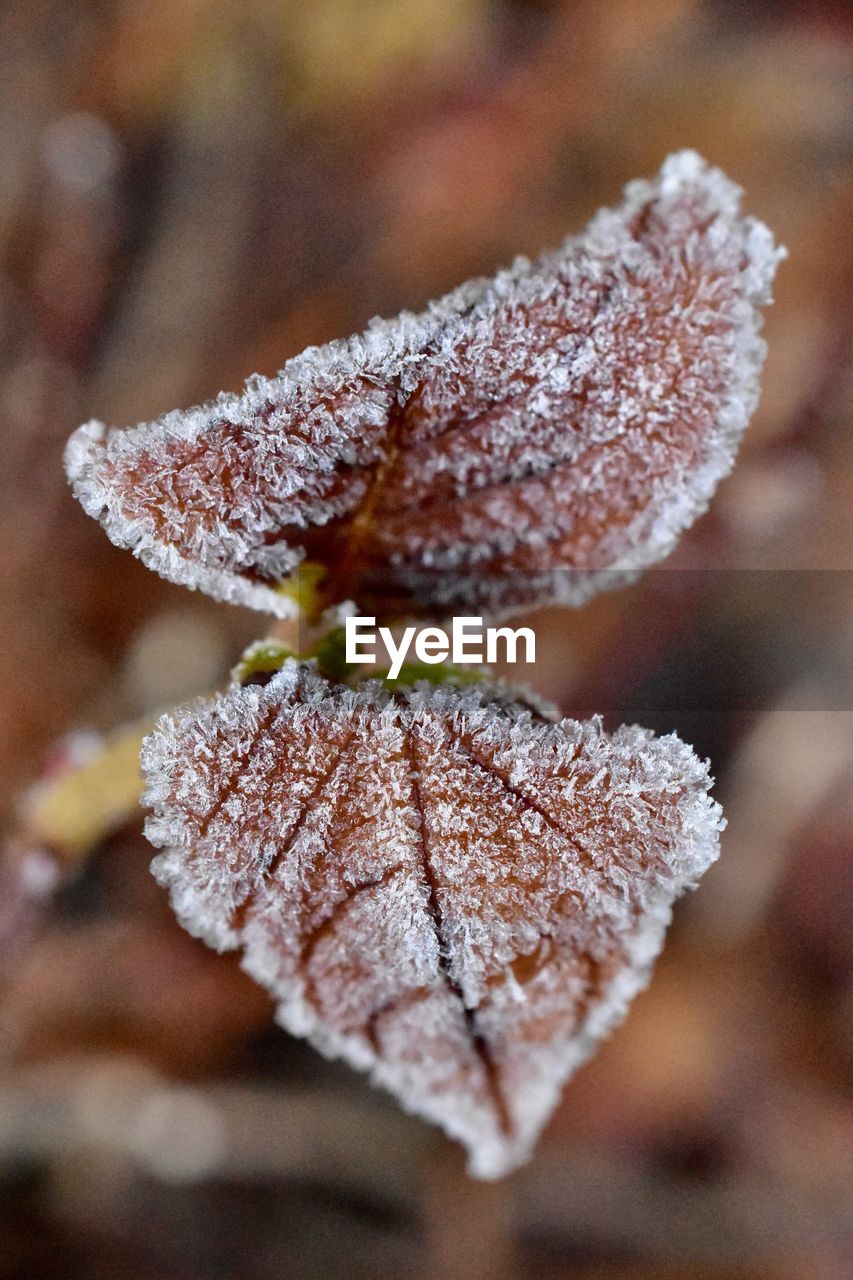 Close-up of frozen plants