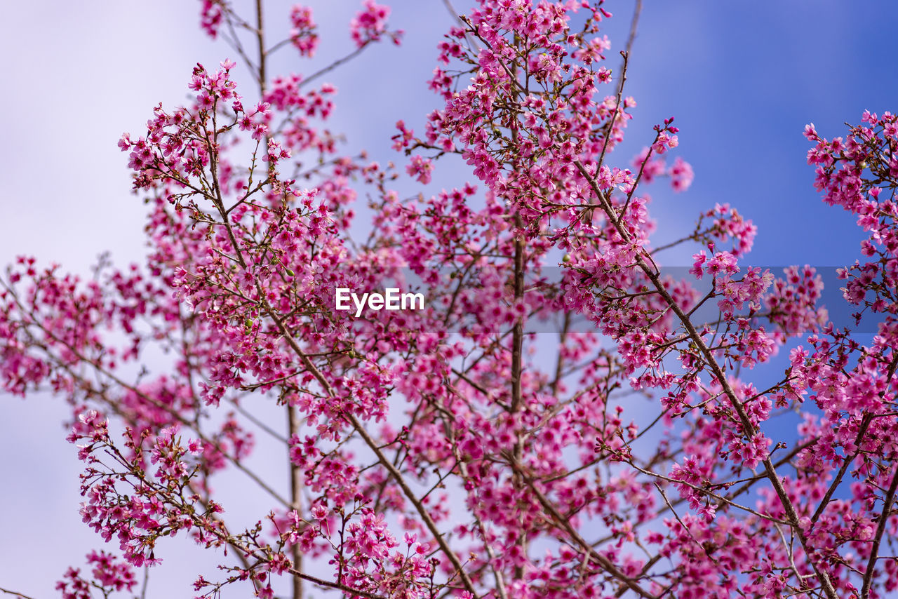 plant, flower, tree, pink, flowering plant, beauty in nature, sky, nature, blossom, freshness, branch, springtime, low angle view, growth, fragility, no people, spring, cherry blossom, outdoors, day, clear sky, petal, blue, close-up