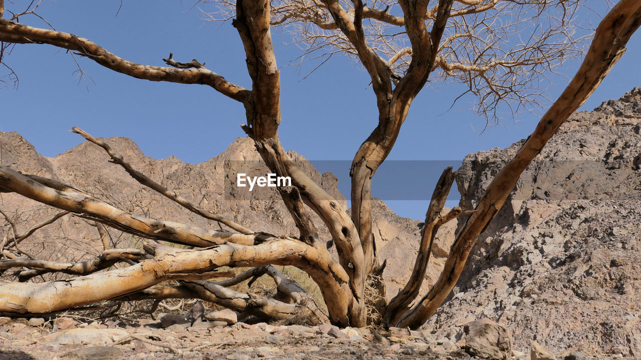 VIEW OF BARE TREE ON LANDSCAPE