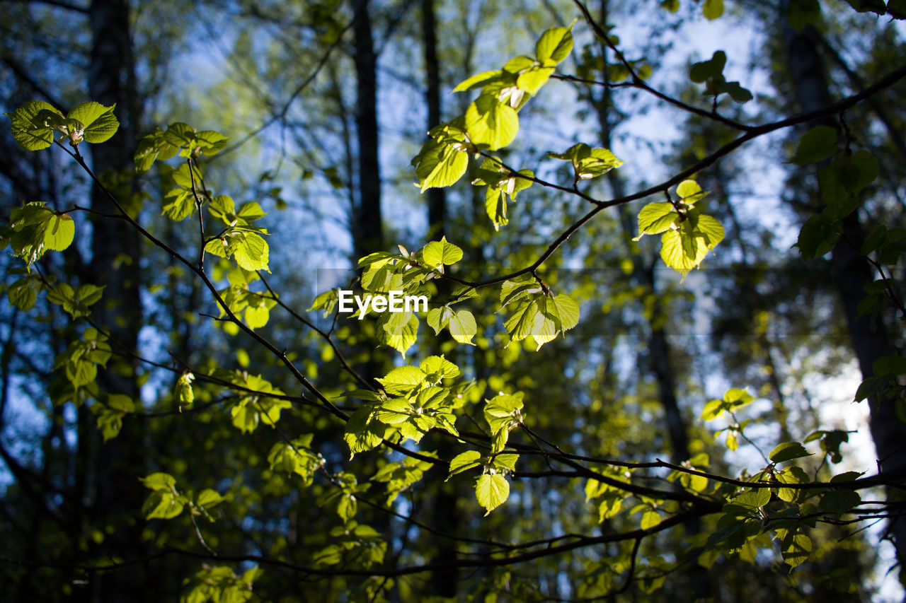 plant, tree, sunlight, yellow, growth, nature, beauty in nature, branch, no people, low angle view, leaf, green, flower, focus on foreground, day, plant part, outdoors, tranquility, forest, freshness, land, autumn, flowering plant, sky, blossom, woodland, close-up