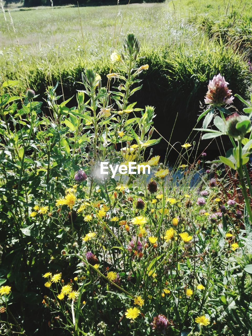 CLOSE-UP OF FLOWERS ON FIELD