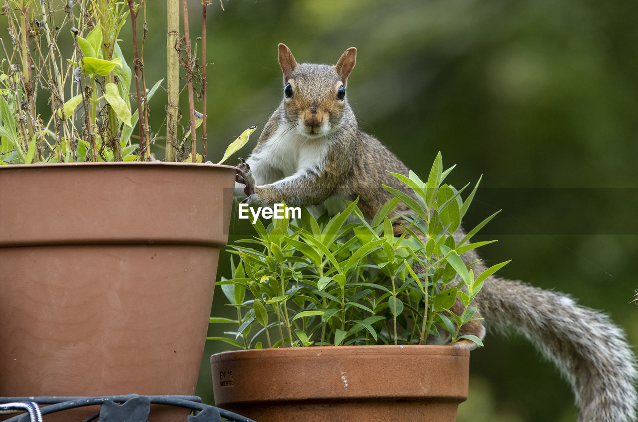 Squirrel poses behind plant pots.