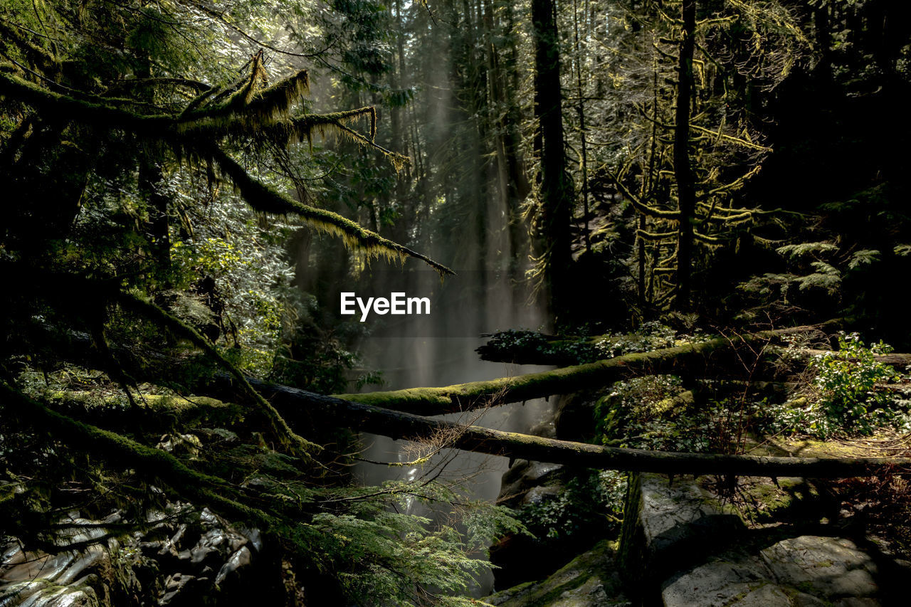 tree, nature, plant, forest, natural environment, land, sunlight, beauty in nature, wilderness, rainforest, tranquility, old-growth forest, woodland, leaf, growth, scenics - nature, water, jungle, no people, autumn, stream, green, tranquil scene, branch, non-urban scene, darkness, environment, reflection, day, outdoors, tree trunk, trunk, lush foliage, foliage, idyllic
