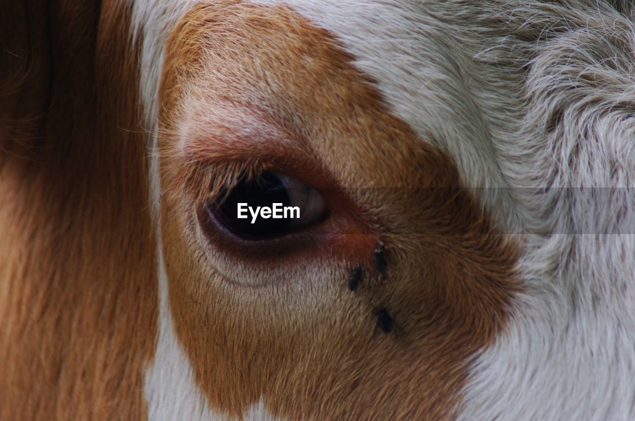 CLOSE-UP OF COW