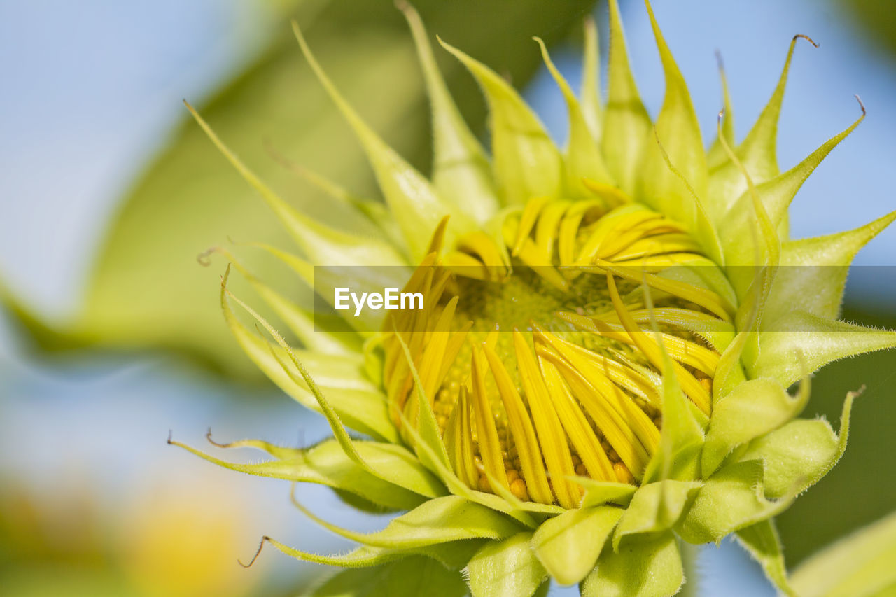 Macro photography of sunflower bud.