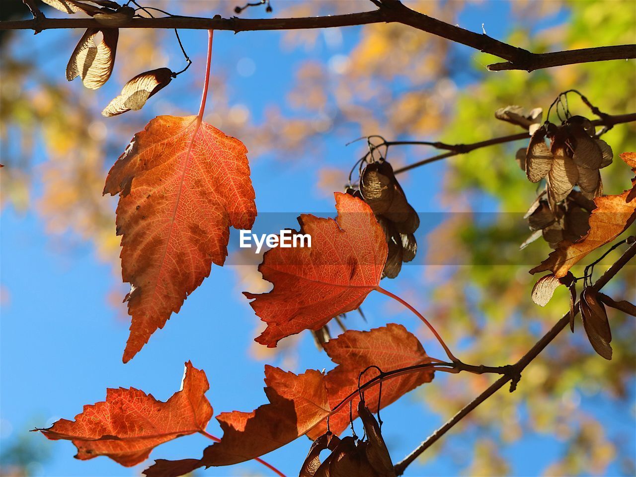 Low angle view of dry leaves on branch