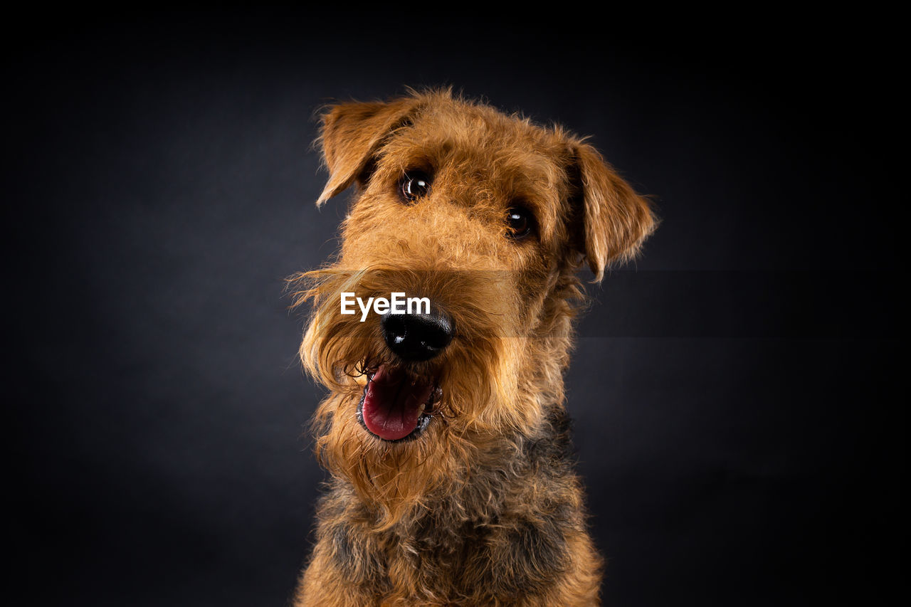 dog standing against black background