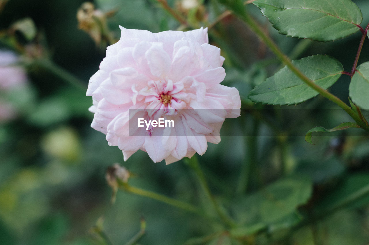 CLOSE-UP OF PINK ROSE AND PLANT
