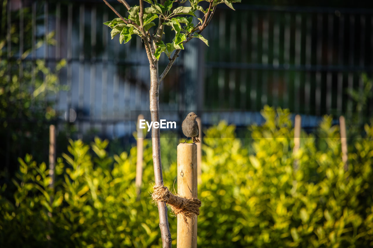 VIEW OF A BIRD