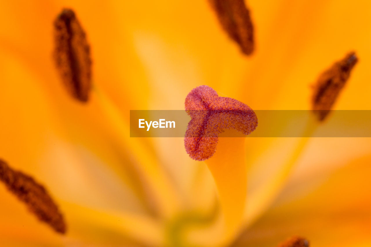 CLOSE-UP OF YELLOW FLOWER PETAL