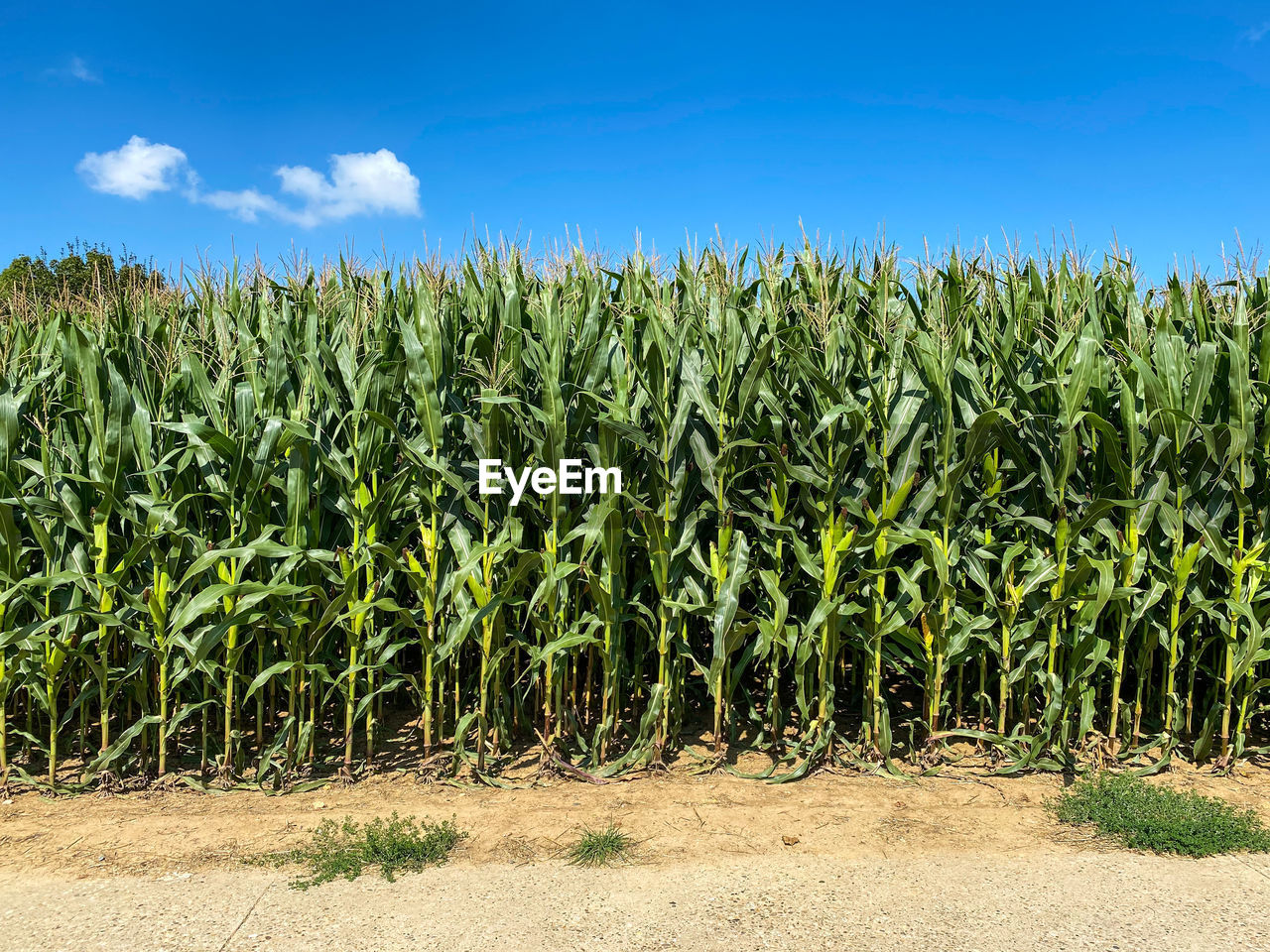 Corn crops growing on field against sky