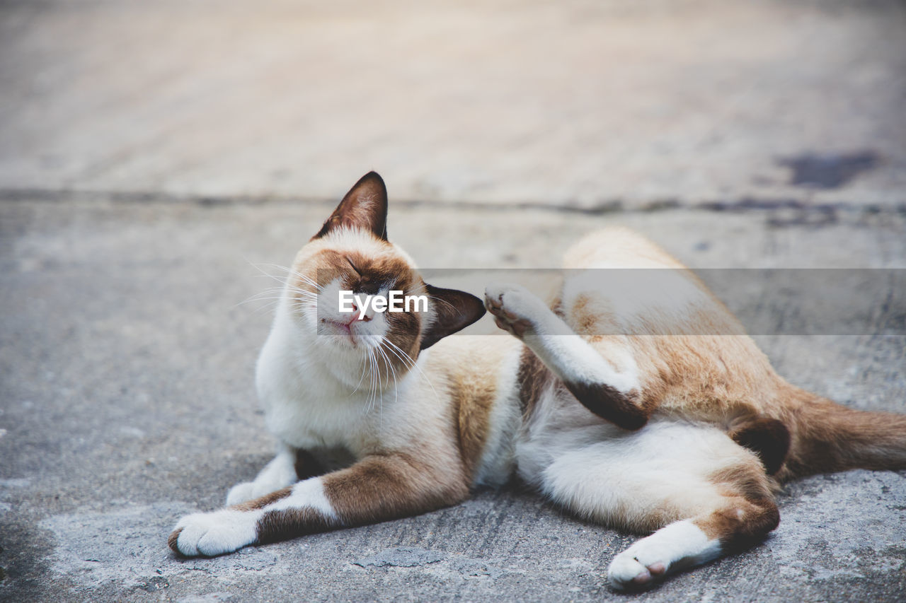 CATS RESTING ON FOOTPATH