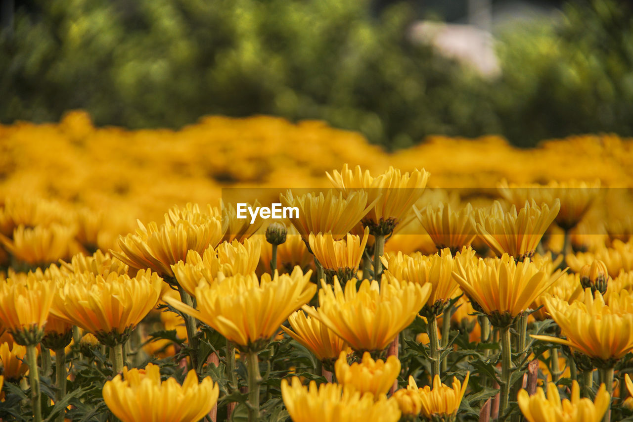 CLOSE-UP OF YELLOW FLOWERS GROWING ON FIELD