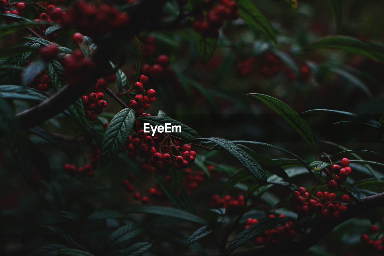 Close-up of red berries growing on tree