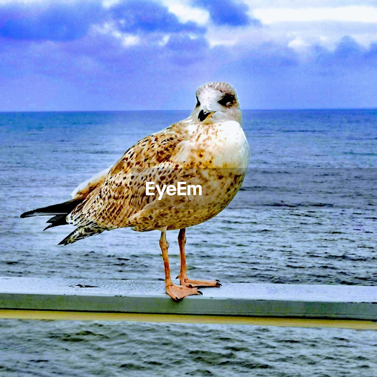 SEAGULL PERCHING ON A SEA SHORE