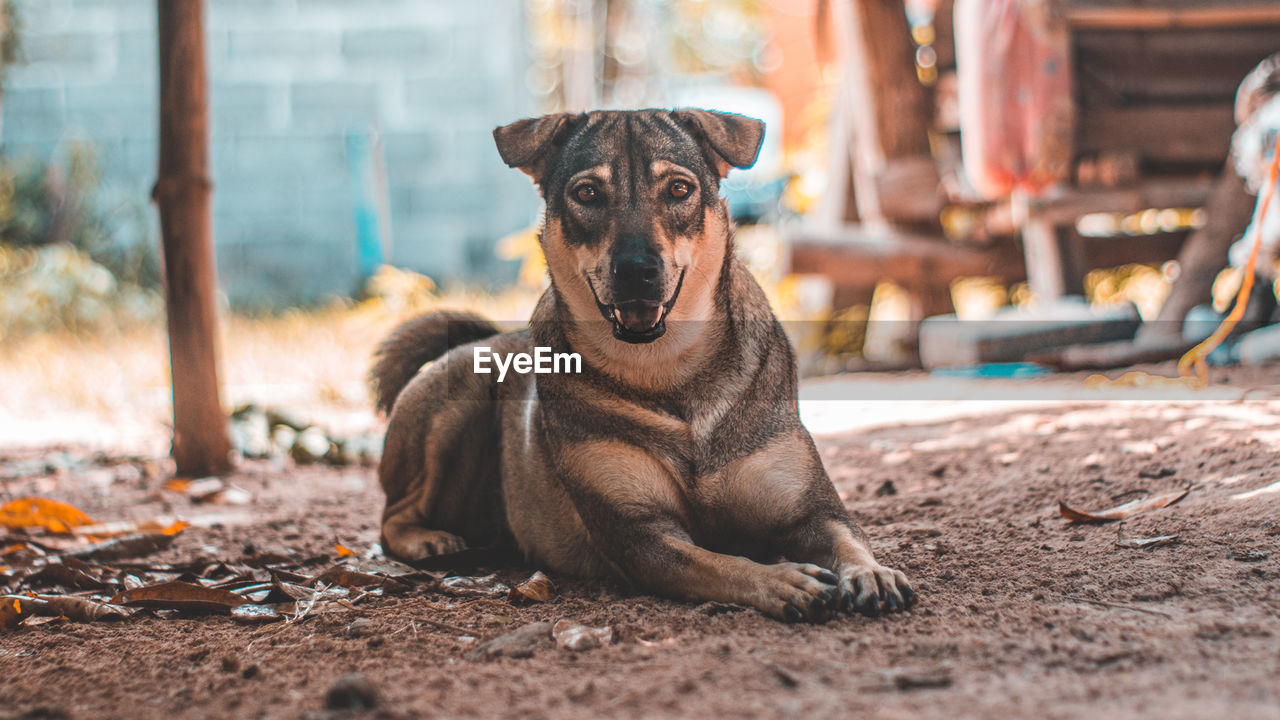 Portrait of dog sitting outdoors