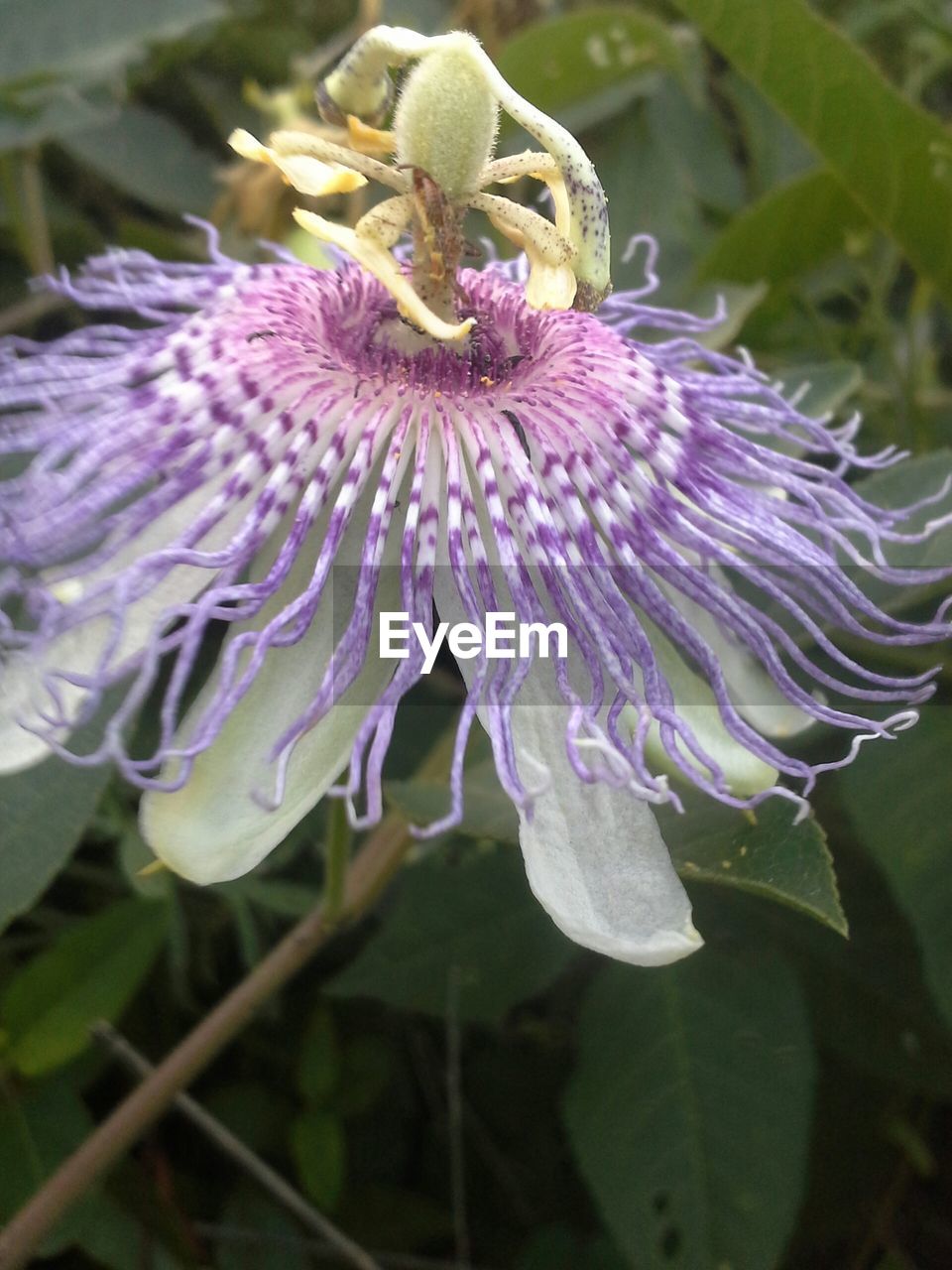 CLOSE-UP OF PURPLE FLOWERS BLOOMING OUTDOORS